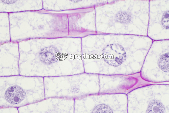 Racine de Blé - Cellules en élongation - zone 2 x400 - gryphea.com